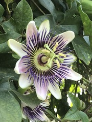Passiflora alata × caerulea