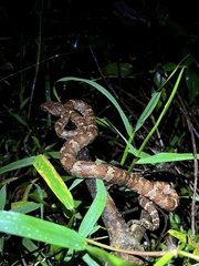 Craspedocephalus malabaricus