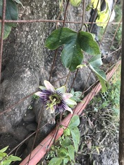 Passiflora alata × caerulea