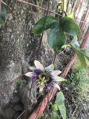 Passiflora alata × caerulea
