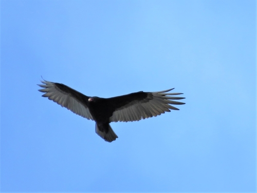 Turkey Vulture photographed in Wyoming