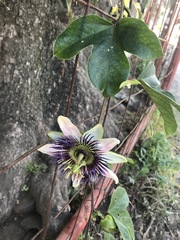 Passiflora alata × caerulea