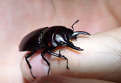 Prosopocoilus torresensis