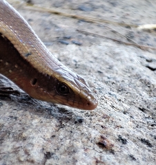 Eutropis multifasciata