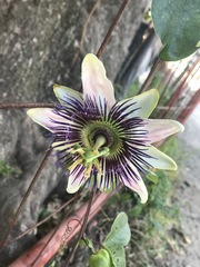 Passiflora alata × caerulea