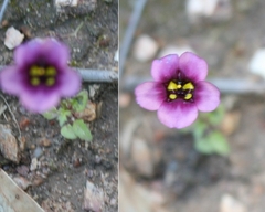 Diascia diffusa