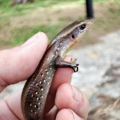 Eutropis multifasciata