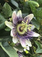 Passiflora alata × caerulea