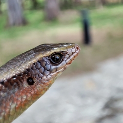 Eutropis multifasciata