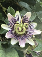 Passiflora alata × caerulea