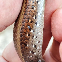 Eutropis multifasciata