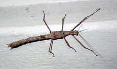 Xeroderus kirbyi