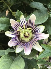 Passiflora alata × caerulea