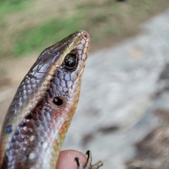 Eutropis multifasciata