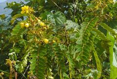 Senna siamea