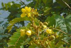 Senna siamea