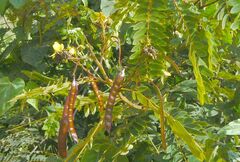 Senna siamea