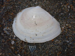 Macoma