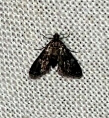 Elophila tinealis