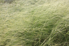 Stipa