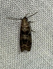 Sciota subcaesiella