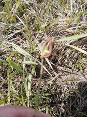 Fritillaria meleagroides