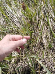 Fritillaria meleagroides