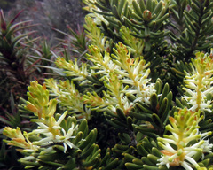 Orites revolutus