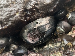 Haliotis cracherodii