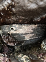 Haliotis cracherodii