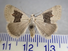 Dichromodes orectis