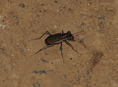 Myriochila semicincta