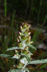 Gamochaeta calviceps