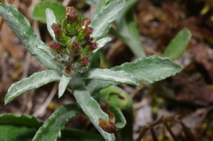 Gamochaeta calviceps