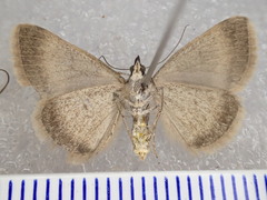 Dichromodes orectis