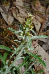 Gamochaeta calviceps