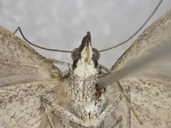 Dichromodes orectis