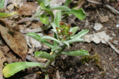 Gamochaeta calviceps