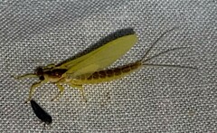 Pentagenia vittigera