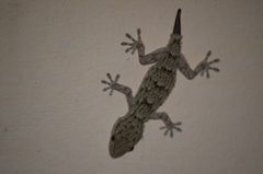 Tarentola mauritanica