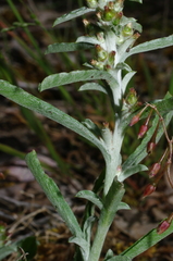 Gamochaeta calviceps