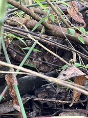 Craspedocephalus malabaricus