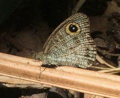 Ypthima horsfieldii humei