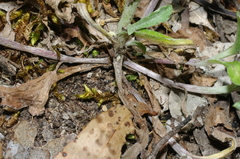 Gamochaeta calviceps