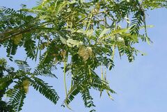 Sesbania grandiflora