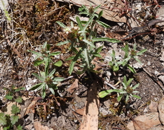 Gamochaeta calviceps