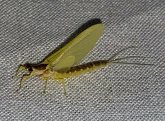 Pentagenia vittigera