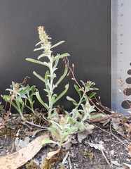 Gamochaeta calviceps