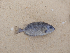 Siganus spinus