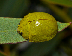Paropsis glauca